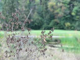 IMG_7292